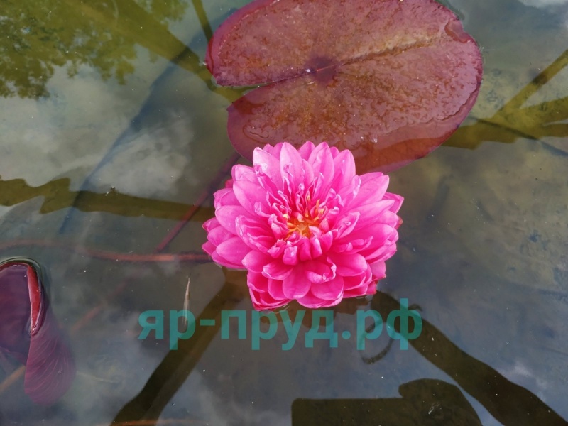 Fuchsia Pom Pom (Фуксия Пом Пом)