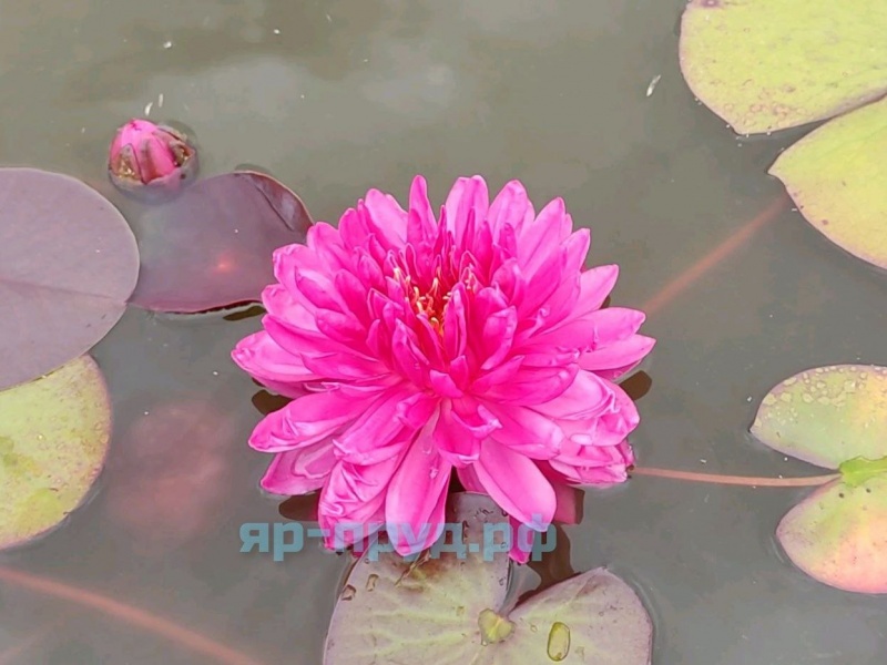 Fuchsia Pom Pom (Фуксия Пом Пом)