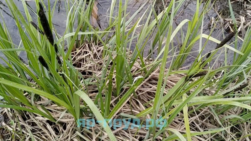 Осока дернистая (Carex cespitosa)