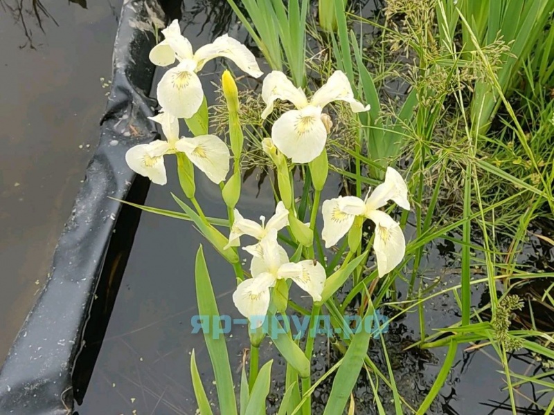 Ирис болотный белый (Iris pseudacorus Japonese Alba)