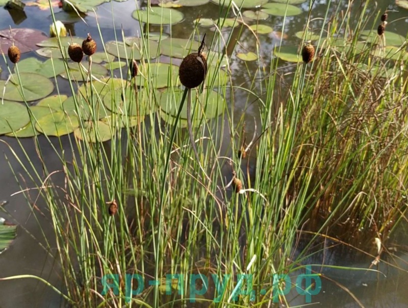 Рогоз карликовый (Typha minima)