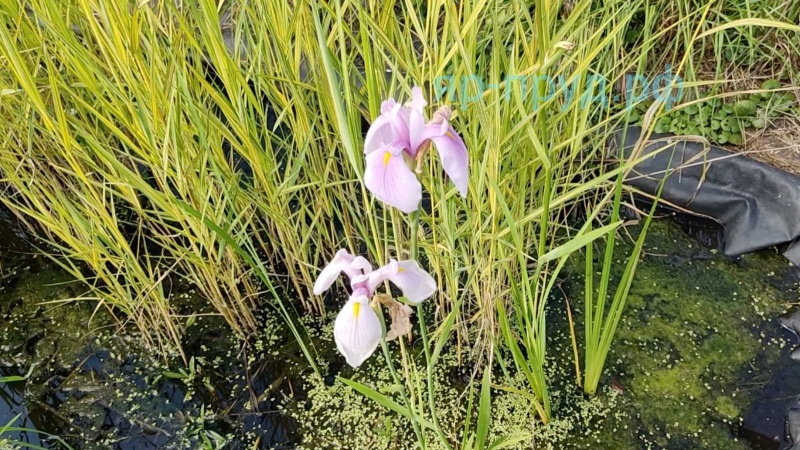 Ирис гладкий Роз Квин (Iris laevigata) Rose Queen
