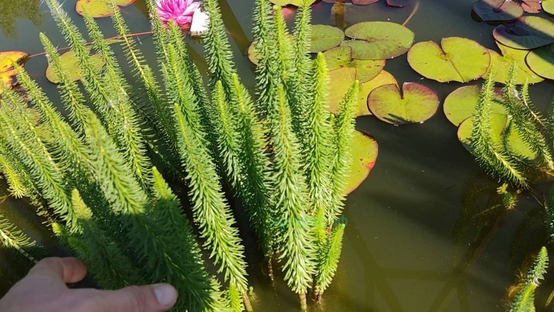 Водная сосёнка (Hippuris vulgaris)