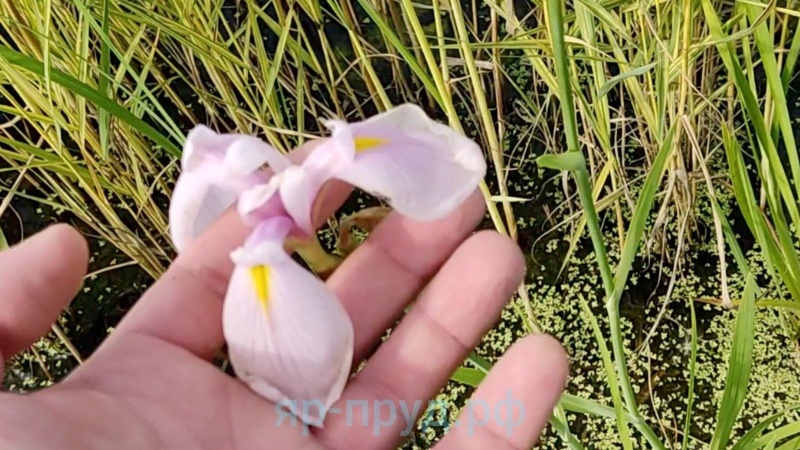 Ирис гладкий Роз Квин (Iris laevigata) Rose Queen