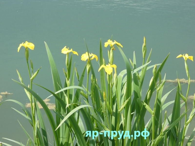 Ирис болотный (Iris pseudacorus)