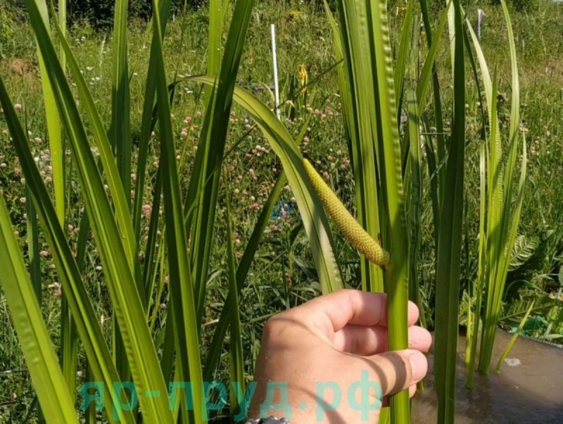 Аир болотный (Acorus calamus)