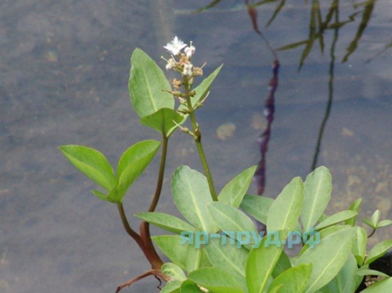Вахта трехлистная (Menyanthes trifoliáta)
