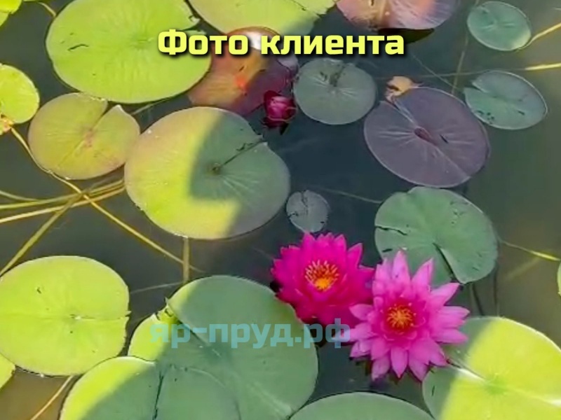 Нимфеи в Тазах 15-20 литров