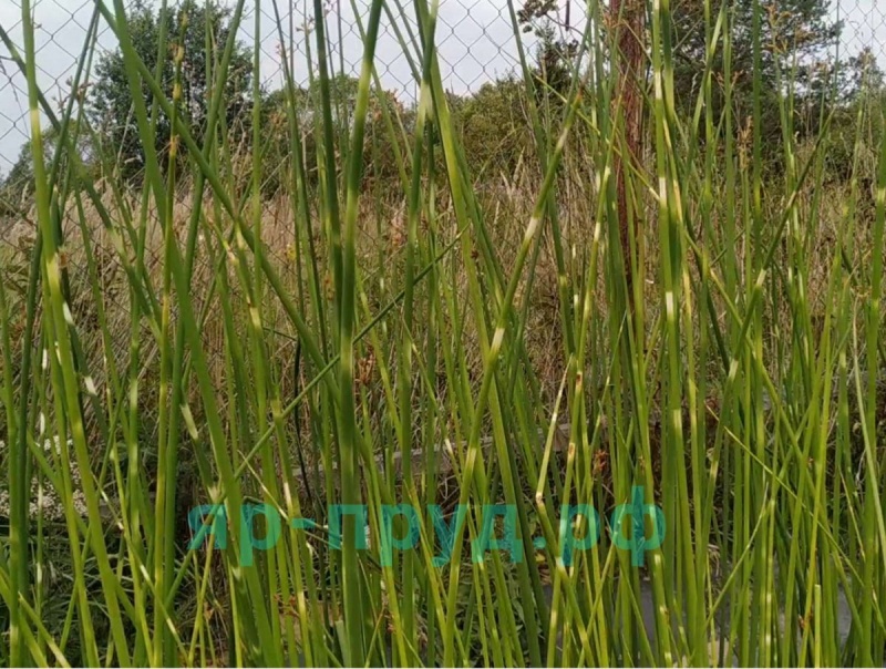 Камыш Зебринус (Scirpus Tabernaemontani variegate Zebrinus)