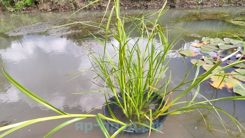 Камыш укореняющийся (Scirpus radicans)