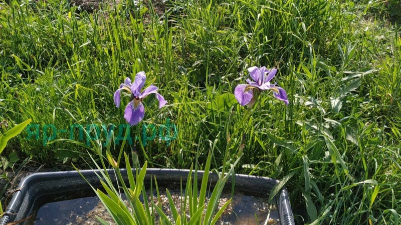 Ирис разноцветный (Iris versicolor)