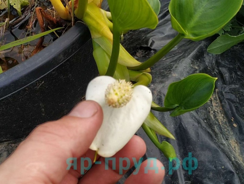 Белокрыльник болотный (Calla palustris)