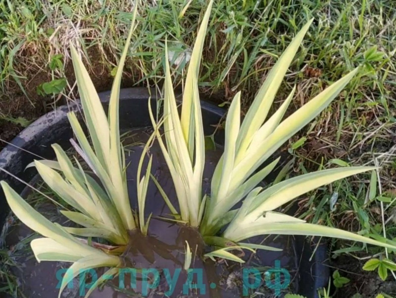 Ирис болотный пестролистный (Iris pseudacorus Variegata )