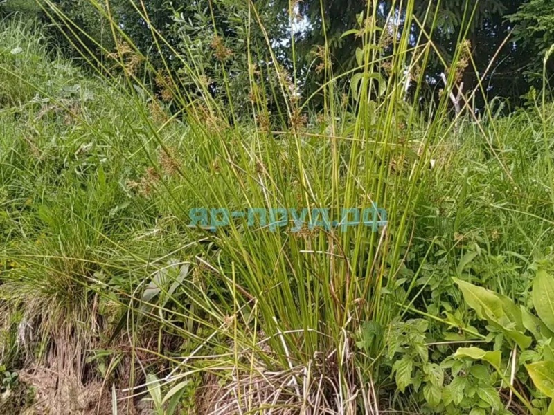 Ситник развесистый (Juncus effusus)