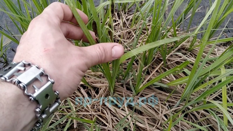 Осока дернистая (Carex cespitosa)