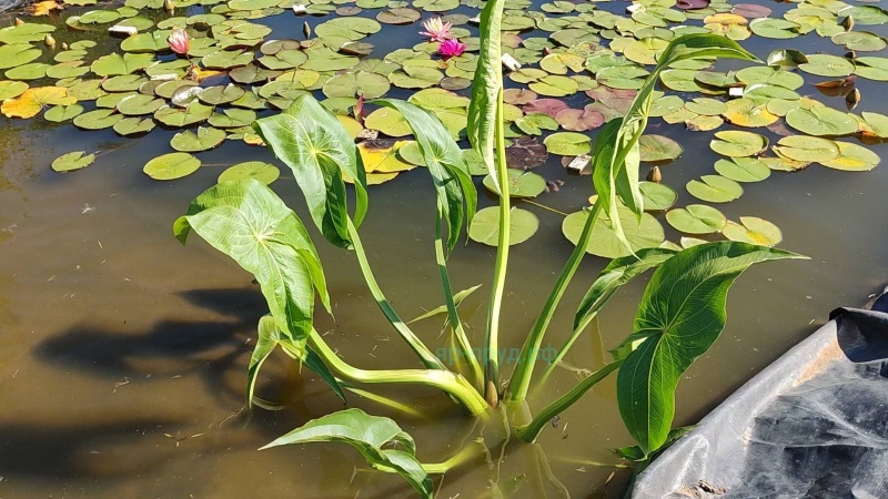 Стрелолист японский махровый (Sagittaria japonica Flore Pleno)