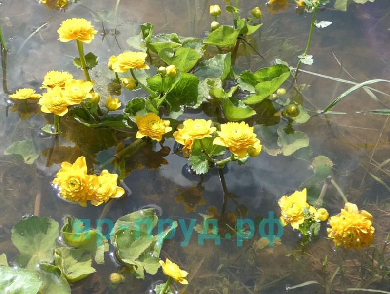 Калужница болотная махровая (Caltha palustris plena)