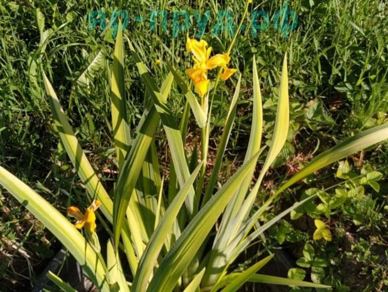 Ирис болотный пестролистный (Iris pseudacorus Variegata )
