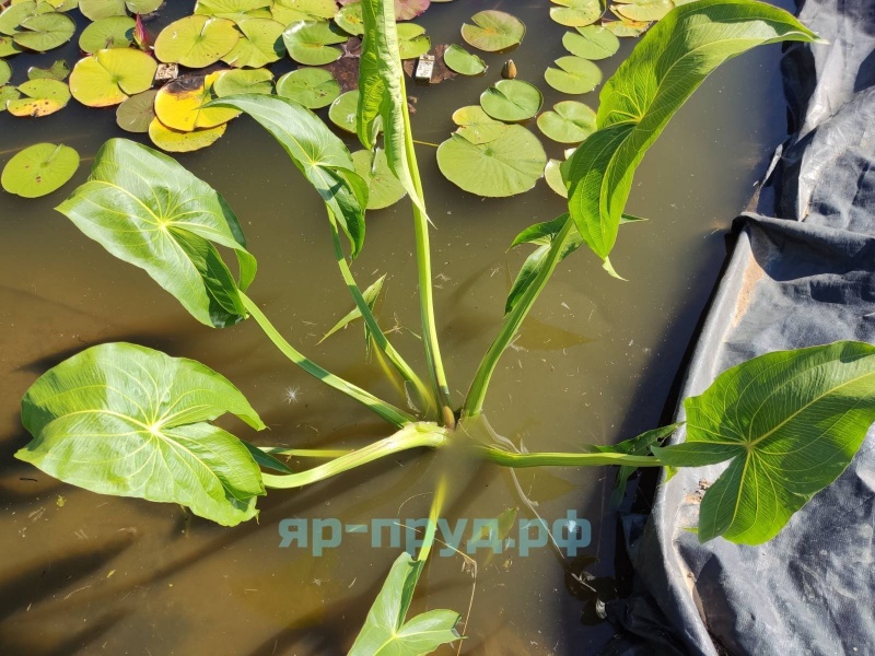 Стрелолист японский махровый (Sagittaria japonica Flore Pleno)