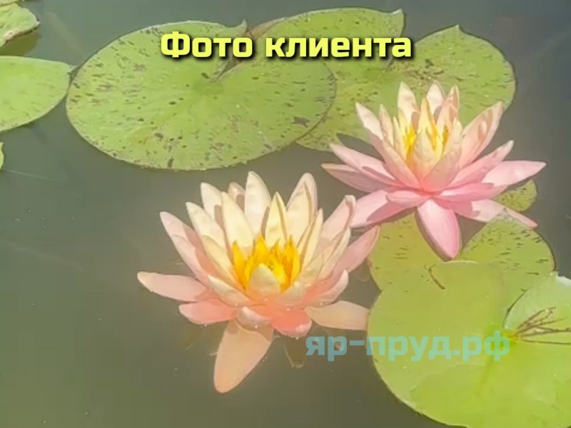 Нимфеи в Тазах 15-20 литров