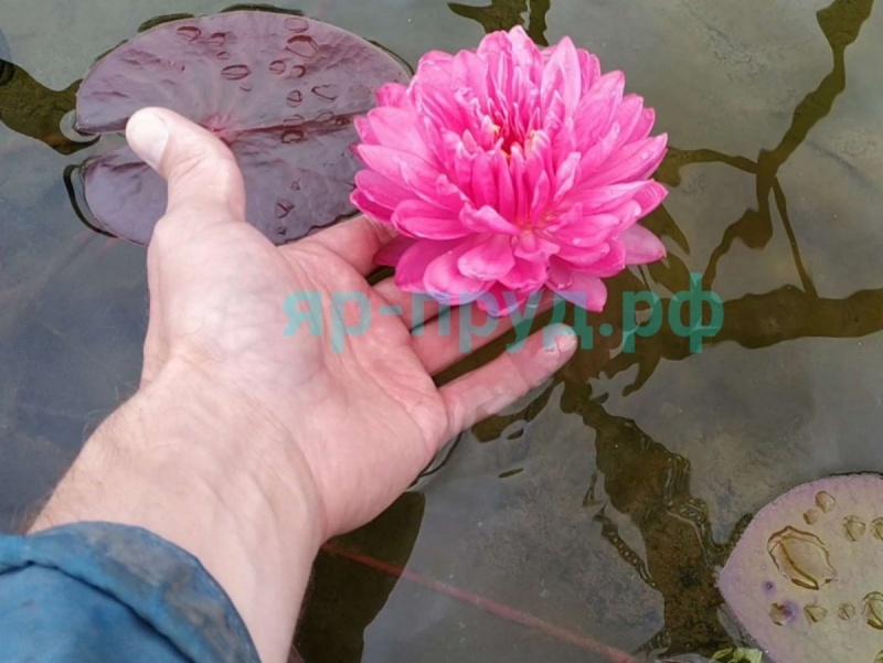 Fuchsia Pom Pom (Фуксия Пом Пом)