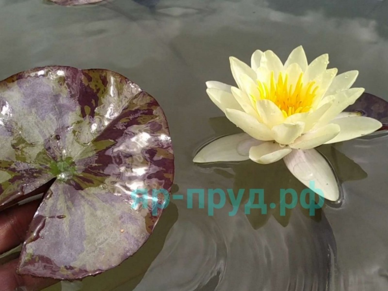Marliacea Chromatella (Хромателла)