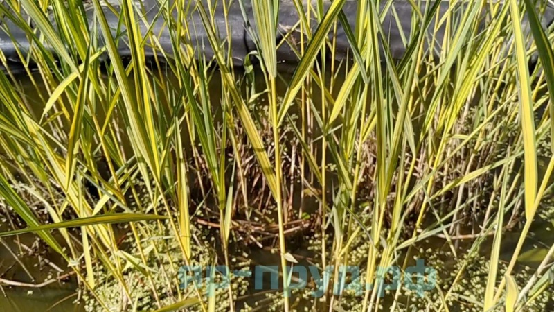 Тростник южный пестролистный (Phragmites australis Variegatus)
