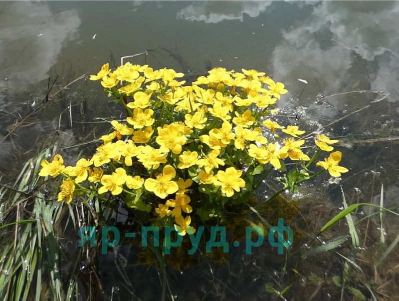 Калужница болотная (Caltha palustris)