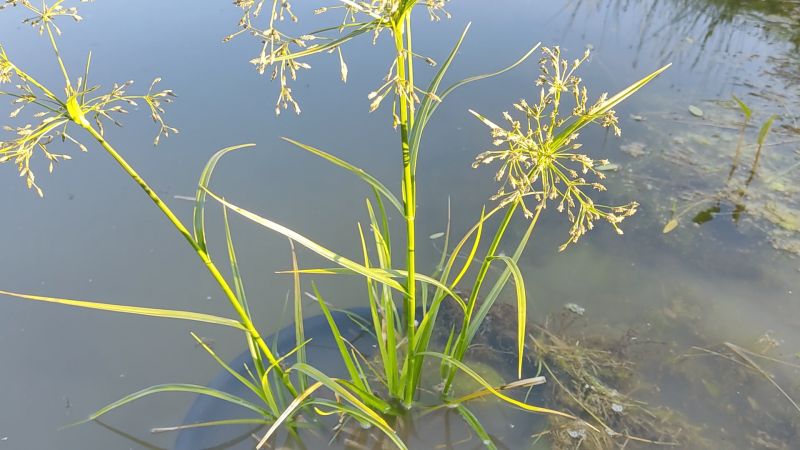 Камыш укореняющийся (Scirpus radicans)