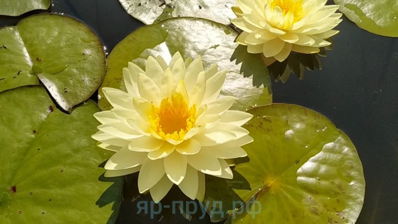 Perrys Double Yellow (Дабл Елоу)