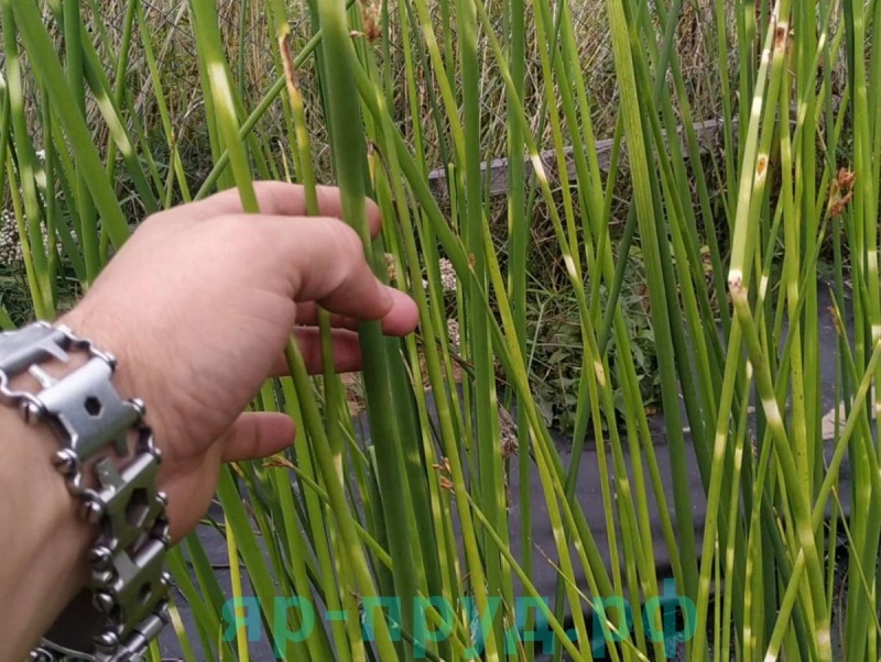 Камыш Зебринус (Scirpus Tabernaemontani variegate Zebrinus)
