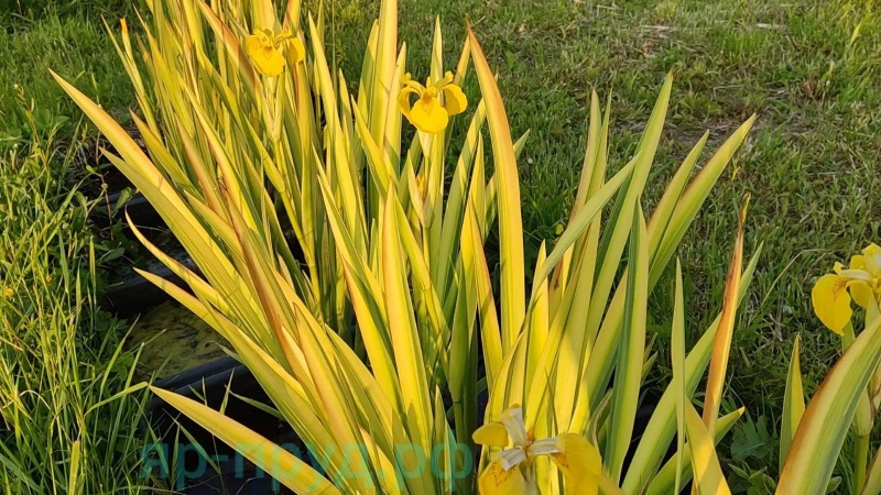 Ирис болотный пестролистный (Iris pseudacorus Variegata )