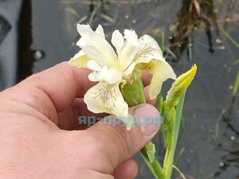 Ирис болотный белый (Iris pseudacorus Japonese Alba)