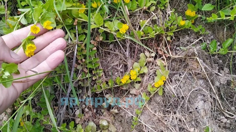 Вербейник монетчатый (Lysimachia nummularia)
