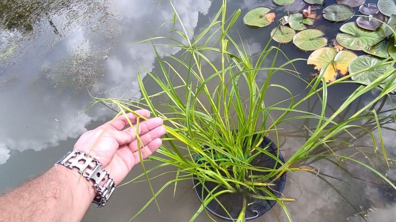 Камыш укореняющийся (Scirpus radicans)