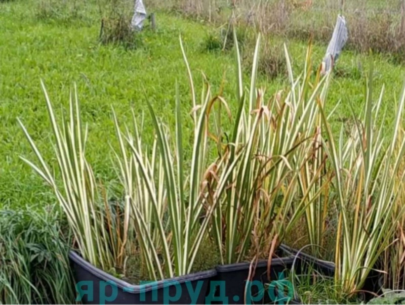 Аир болотный Вариегата (Acorus calamus Variegatus)