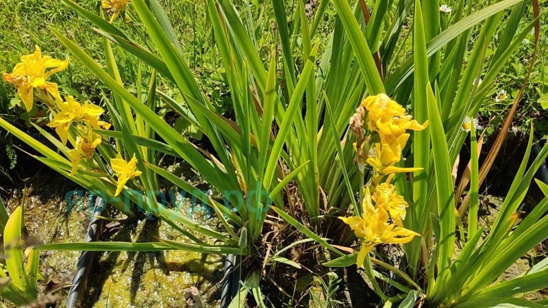 Ирис болотный махровый (Iris Pseudacorus Flore Plena)