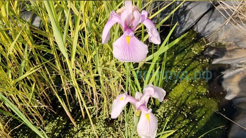 Ирис гладкий Роз Квин (Iris laevigata) Rose Queen
