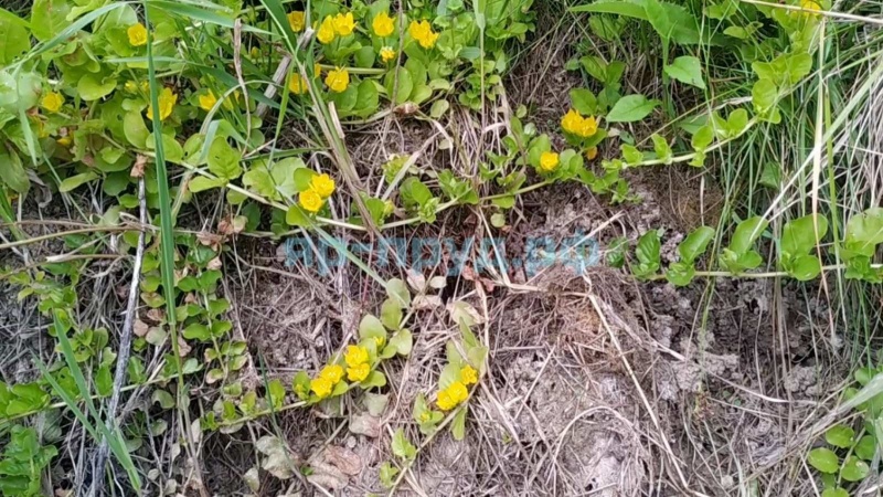 Вербейник монетчатый (Lysimachia nummularia)