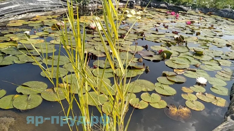 Тростник южный пестролистный (Phragmites australis Variegatus)