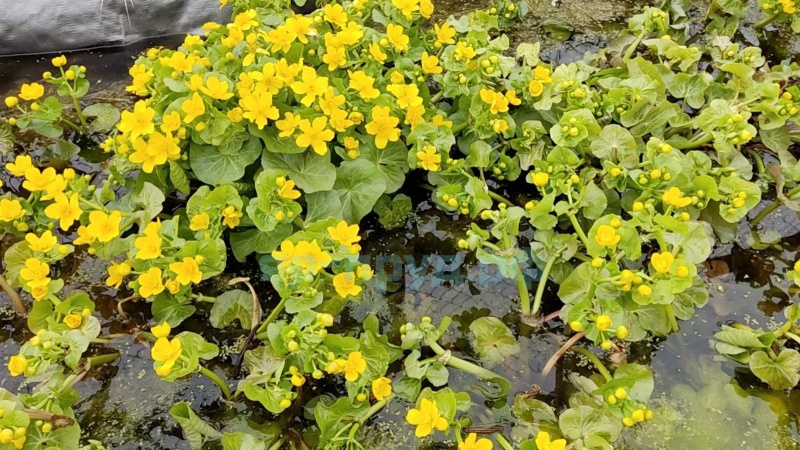 Калужница болотная (Caltha palustris)