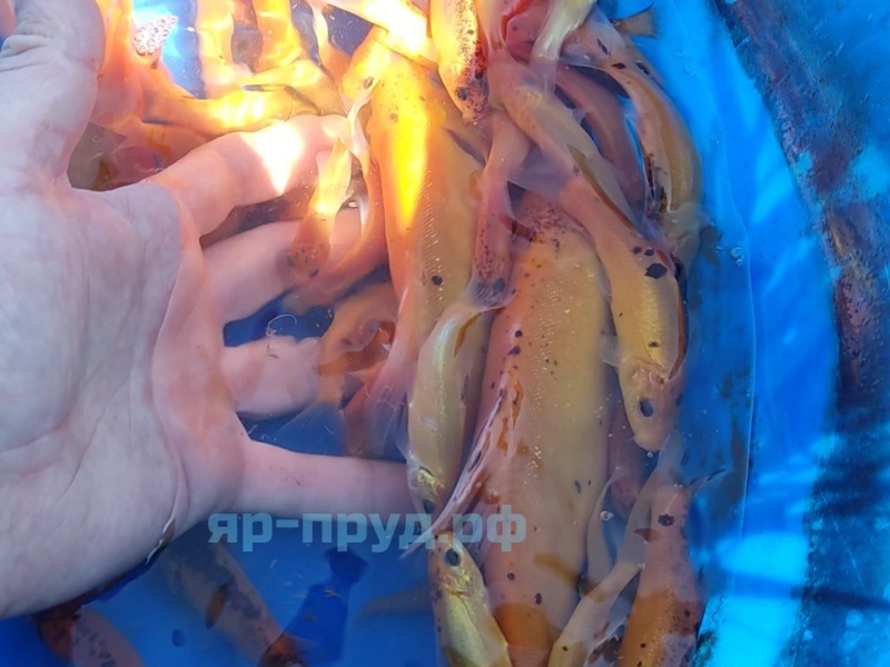 Золотой Линь (Cyprinus tinca auratus)
