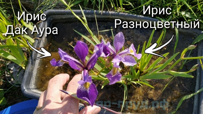 Ирис разноцветный Дак Аура (Iris versicolor Dark Aura)