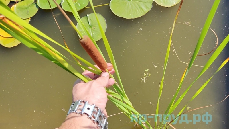 Рогоз грациозный (Typha gracilis)