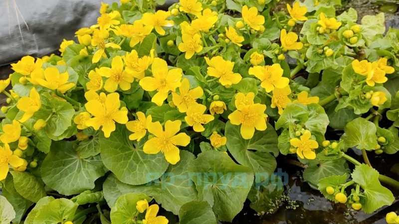 Калужница болотная (Caltha palustris)