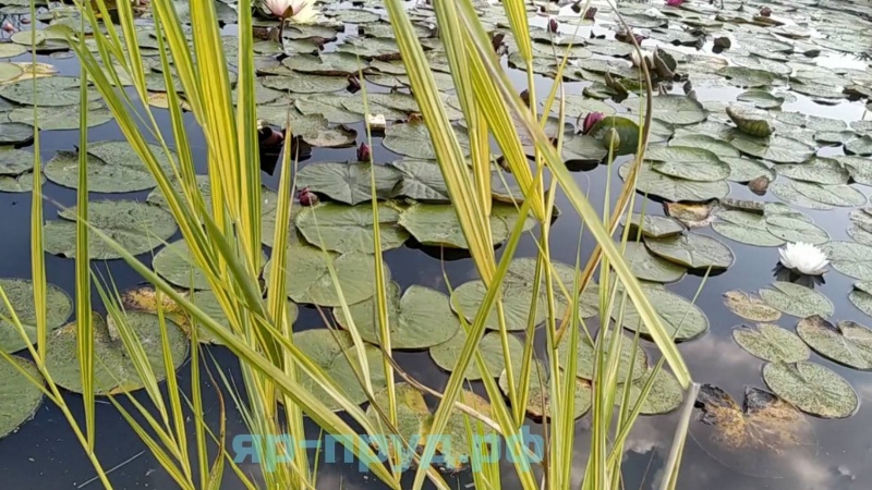 Тростник южный пестролистный (Phragmites australis Variegatus)