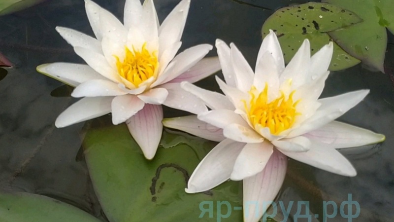Marliacea Albida (Альбида)