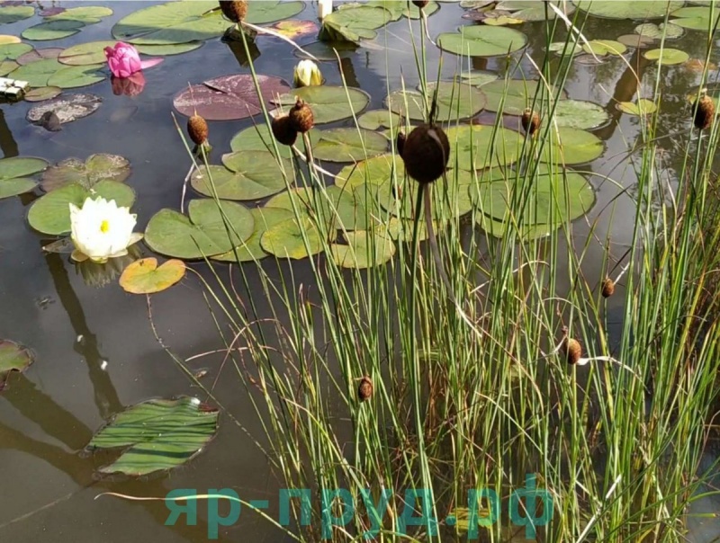 Рогоз карликовый (Typha minima)