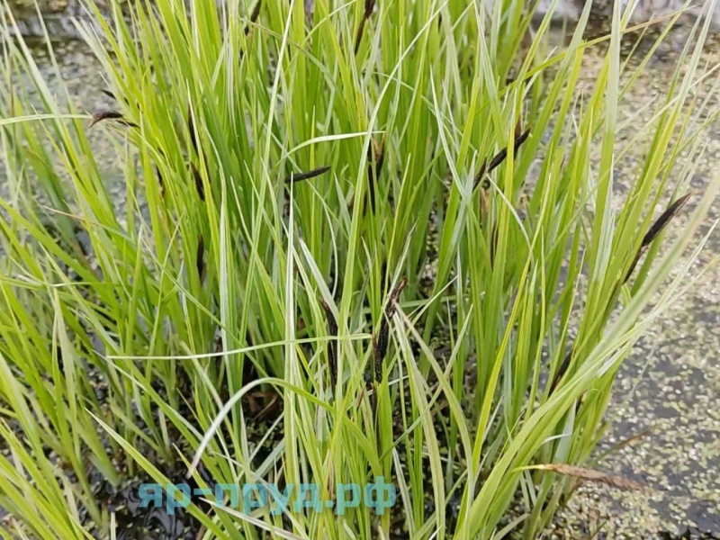 Осока дернистая (Carex cespitosa)