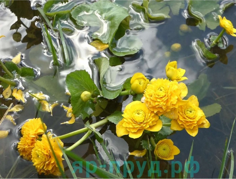 Калужница болотная махровая (Caltha palustris plena)